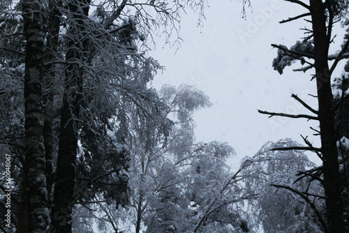 Snow-covered trees in the forest.