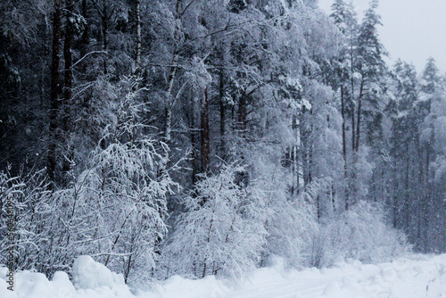 Snowy Winter forest.