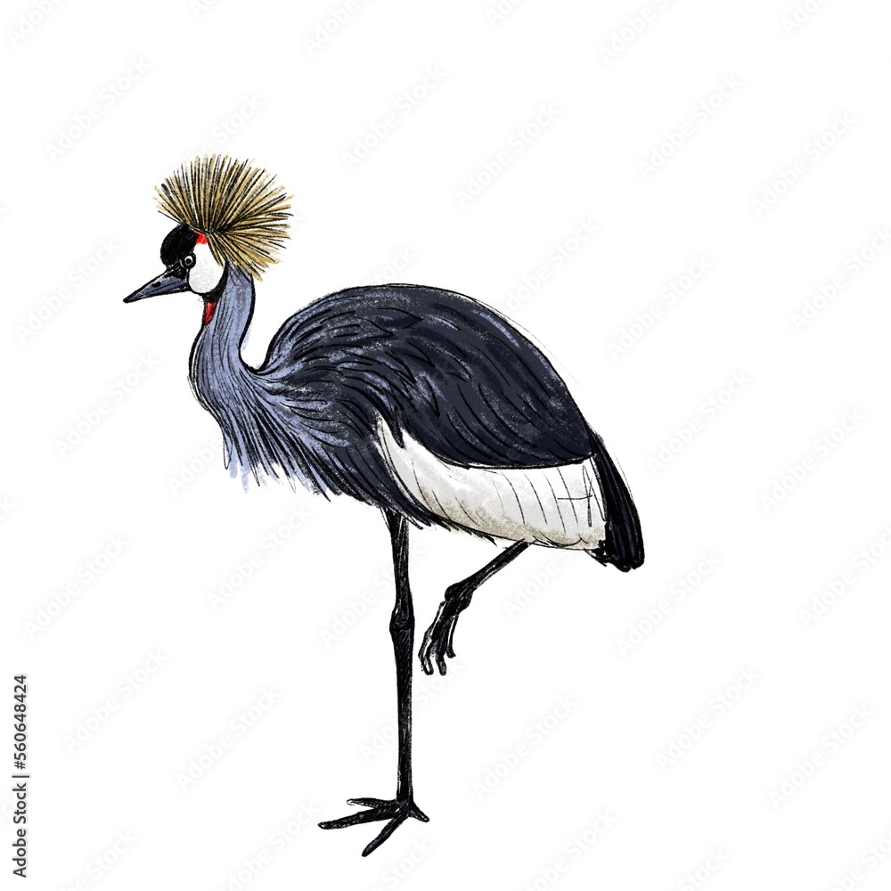 vector drawing sketch of bird, hand drawn grey crowned crane , Balearica regulorum , isolated nature design element vector drawing sketch of bird, hand drawn grey crowned crane , Balearica regulorum , isolated nature design element
