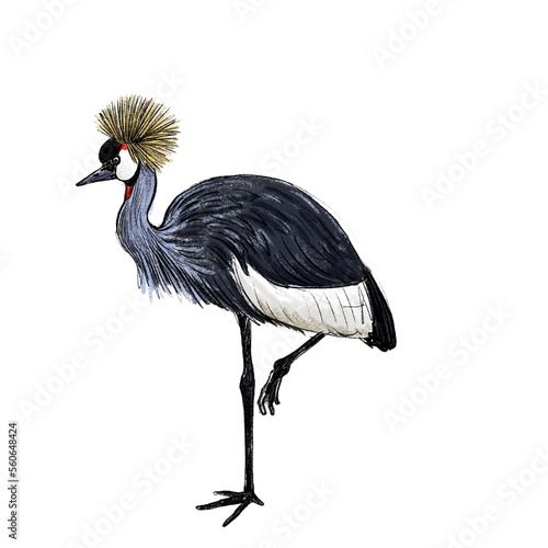 vector drawing sketch of bird, hand drawn grey crowned crane , Balearica regulorum , isolated nature design element photo