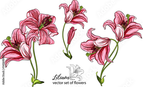 vector set of flowers and Lily buds. Lily flower. bright beautiful flowers