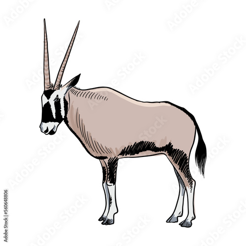 vector drawing sketch of animal, East African oryx, hand drawn beisa, isolated nature design element