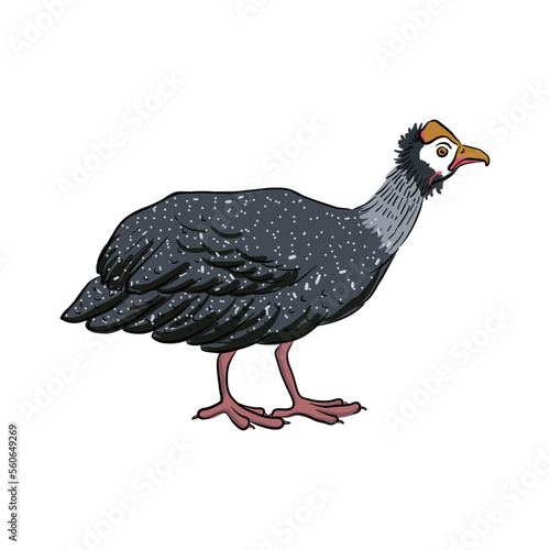 vector drawing sketch of domestic turkey, hand drawn bird, isolated nature design element