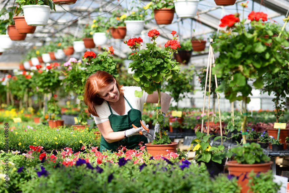 Woman working in a nursery - Greenhouse with colourful flowers