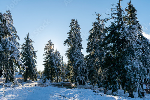 Winter landscape! Snowy icy tree!