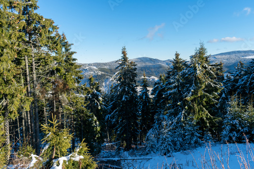 winter landscape with trees