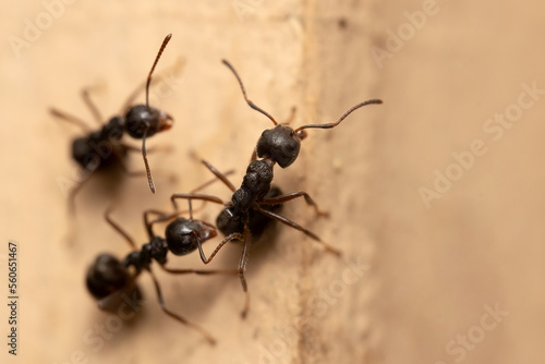 Macro photo of black ants on the wall. © backiris