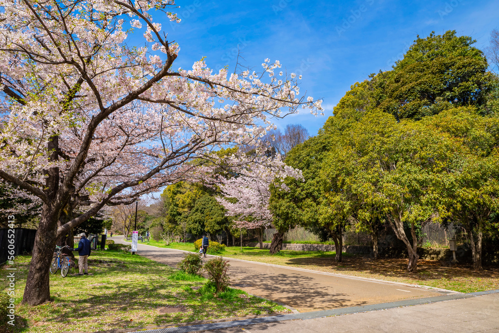 桜咲く光が丘公園の風景（2022年4月）