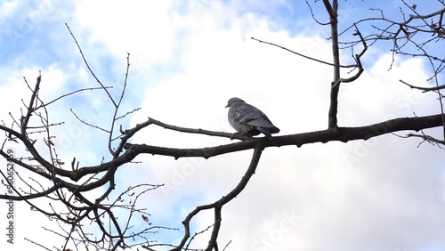 A pigeon sits on a branch view from behind