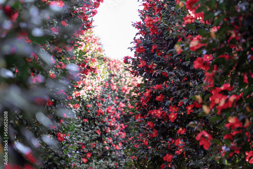 제주도 위미리 동백나무 꽃, 동백 꽃, 동백나무 군락지	
