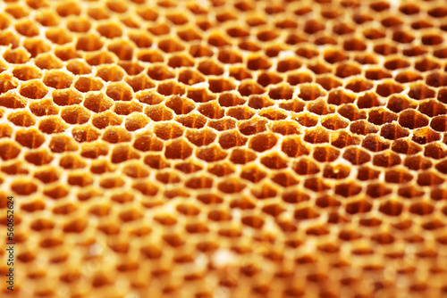 honeycomb propolis