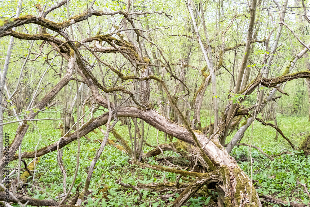 Fototapeta premium Arbre mort dans une forêt humide