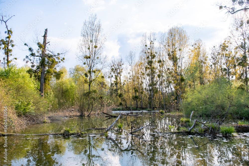 Fototapeta premium Zone humide