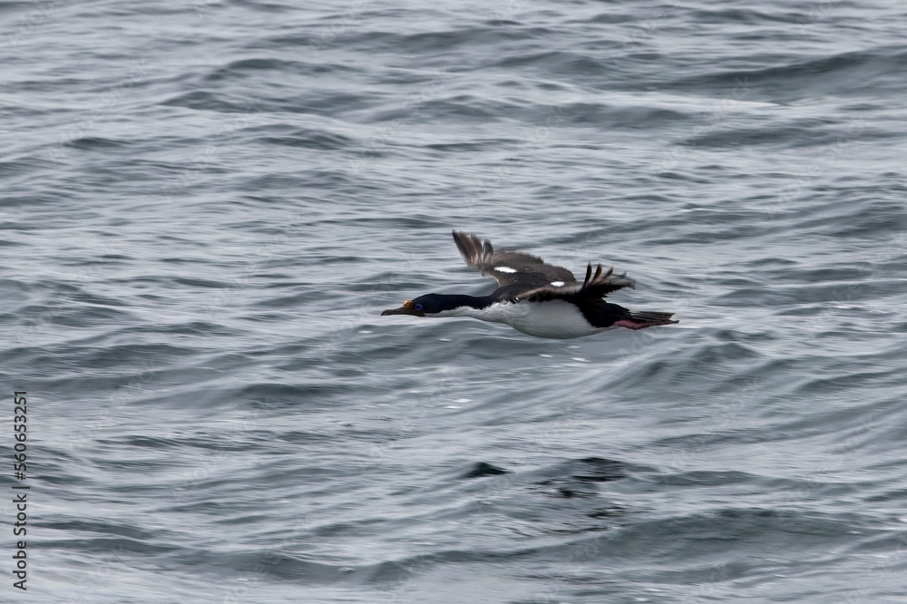 Imperial Shag in flight, Beagle Channel, Argentina.
