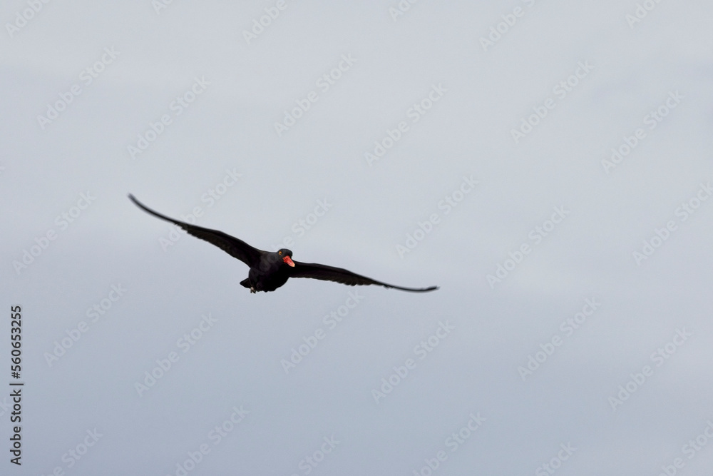 Blackish Oystercatcher in flight, Tierra del Fuego, Argentina. Blackish Oystercatcher in flight, Tierra del Fuego, Argentina.
