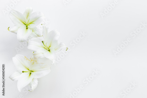 White liles flowers. Mourning or funeral background © 9dreamstudio