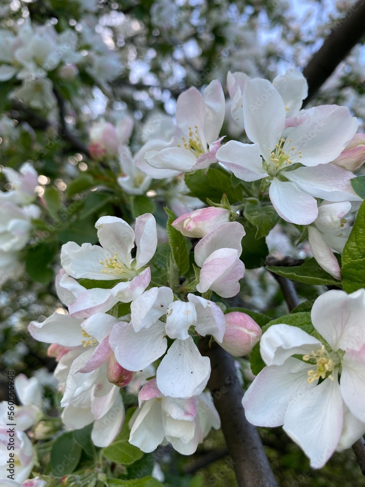 Fototapeta premium tree blossom