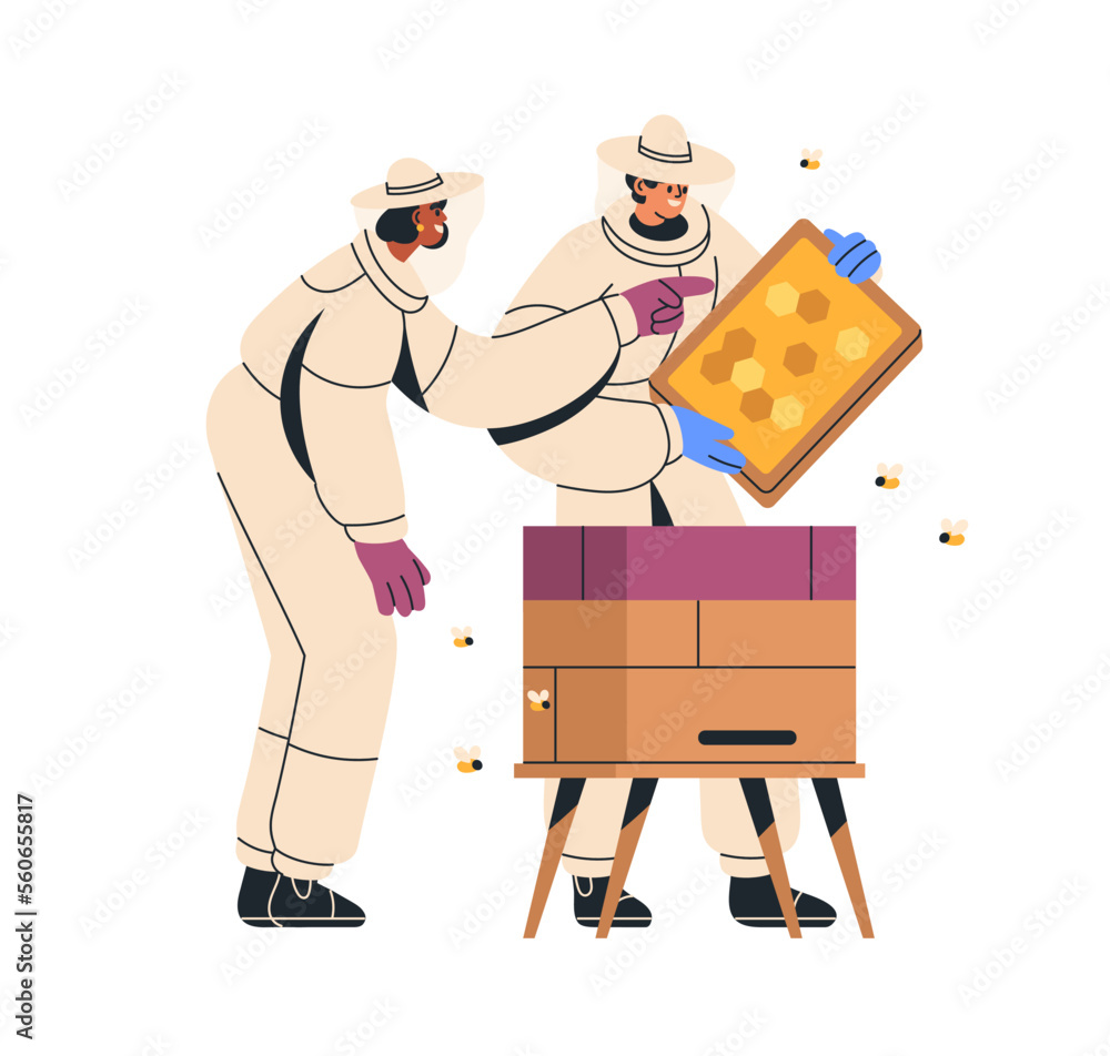 Beekeepers at beehive, holding honeycomb frame. Apiarists, keepers couple in suits at hive, watching for bees on honey comb. Beekeeping concept. Flat vector illustration isolated on white background Beekeepers at beehive, holding honeycomb frame. Apiarists, keepers couple in suits at hive, watching for bees on honey comb. Beekeeping concept. Flat vector illustration isolated on white background