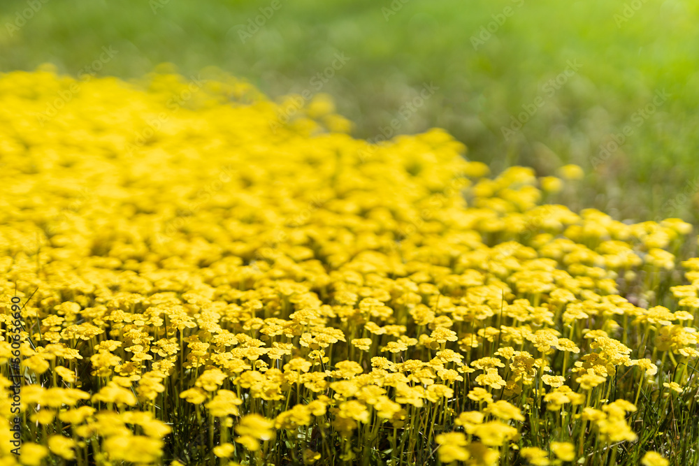 Saturated tiny yellow flowers blooming on spring meadow with green grass closeup, macro, detail, blur in sunshine with green grass. Joyful natural floral spring background. Saturated tiny yellow flowers blooming on spring meadow with green grass closeup, macro, detail, blur in sunshine with green grass. Joyful natural floral spring background.