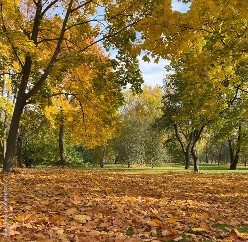 autumn in the park