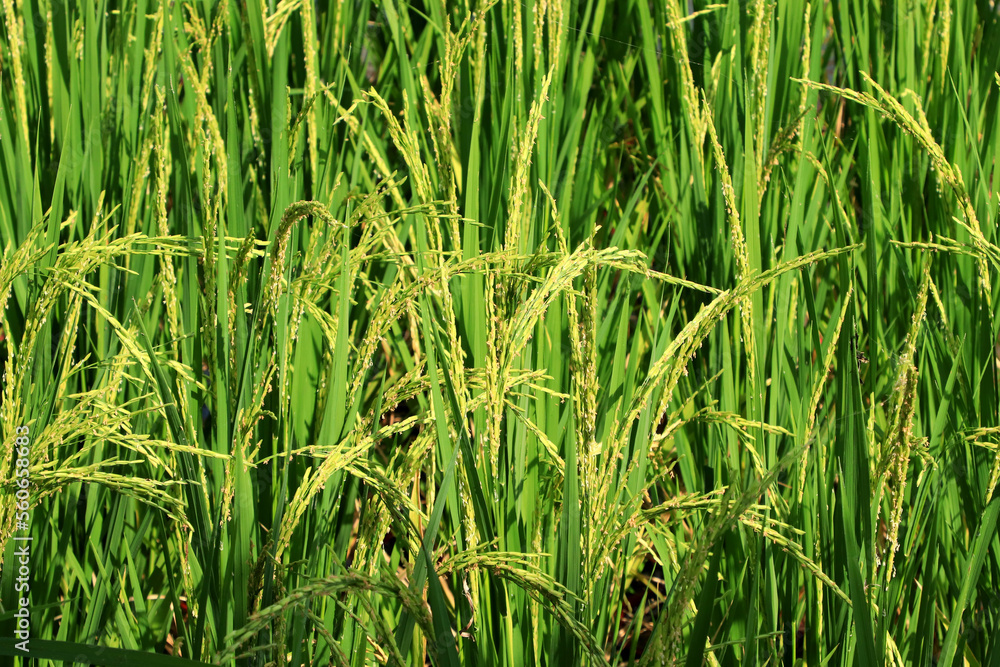 Rice plant from agriculture in Thailand Rice plant from agriculture in Thailand
