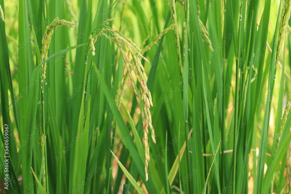 Naklejka premium Rice plant from agriculture in Thailand 