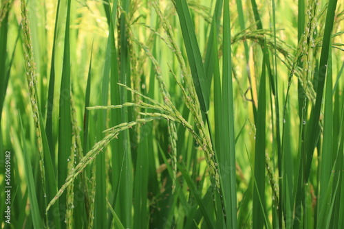 Rice plant from agriculture in Thailand 