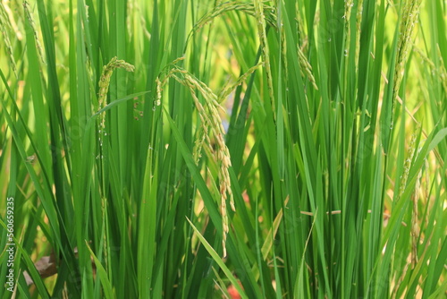 Rice plant from agriculture in Thailand 