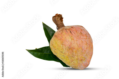 Rare medicinal fruit Ramphal , Annona reticulta or Wild sweetsop, custard apple fruit isolated on white background photo