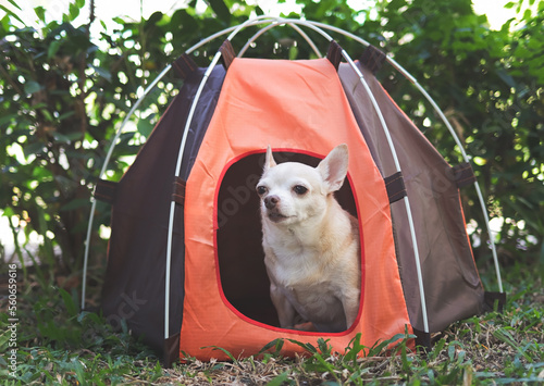 brown short hair Chihuahua dog sitting in orange camping tent outdoor. Pet travel concept.