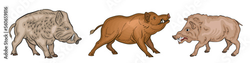 Animals. Color image of a large wild boar. Vector drawing. 