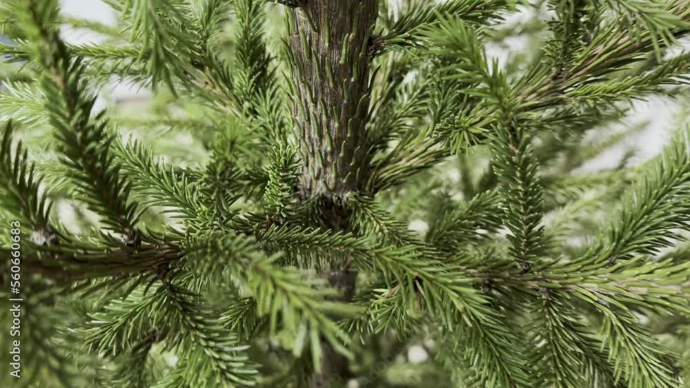 Fir branches. Slow motion video. Spruce trunk. Fir branches. Slow motion video. Spruce trunk.