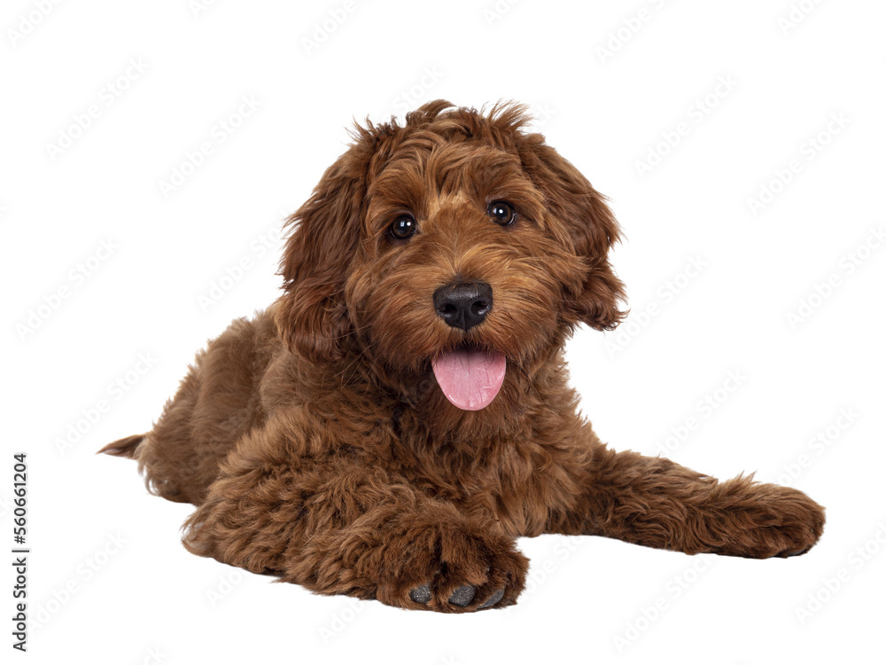 Adorable red Cobberdog aka Labradoodle dog puppy, laying down facing front. Looking straight to camera, tongue out. Isolated cutout on a transparent background. - obrazy, fototapety, plakaty 