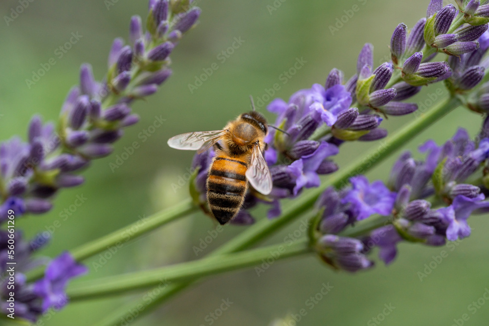 Abeille butinant de la lavande
Abeille butinant de la lavande