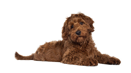Adorable red Cobberdog aka Labradoodle dog puppy, laying down side ways. Looking straight to camera, closed mouth. Isolated cutout on a transparent background.