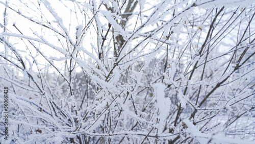 Snow on branches tree. Winter snow nature landscape © Maksim