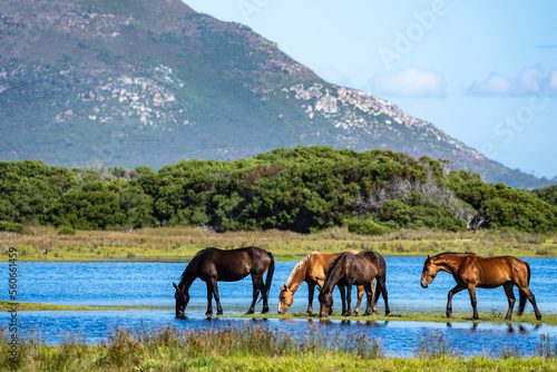 Wild horses at the Botrivier (Botriver) Estuary at Rooisand Nature Reserve. Kleinmond, Whale Coast, Overberg. Western Cape. South Africa. photo