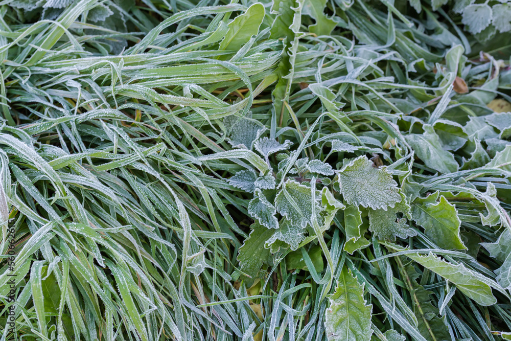 Obraz premium Different grass covered with hoarfrost in autumn, top view