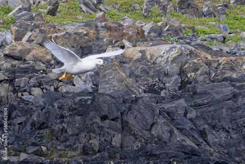 Kelp Goose in flight, Tierra del Fuego, Argentina. photo