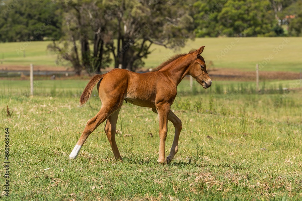 Beautiful young chestnut filly foal. Ten days old. Quarterly Horse. Beautiful young chestnut filly foal. Ten days old. Quarterly Horse.