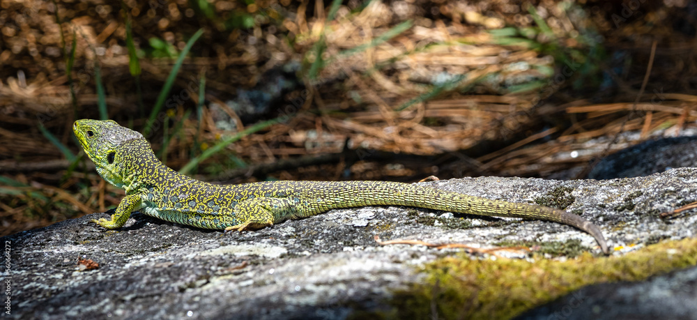 Ocellated lizard, Timon lepidus iat the Cies Islands, Galicia, Spain Ocellated lizard, Timon lepidus iat the Cies Islands, Galicia, Spain