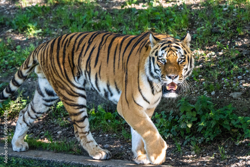 The Siberian tiger Panthera tigris altaica in a park