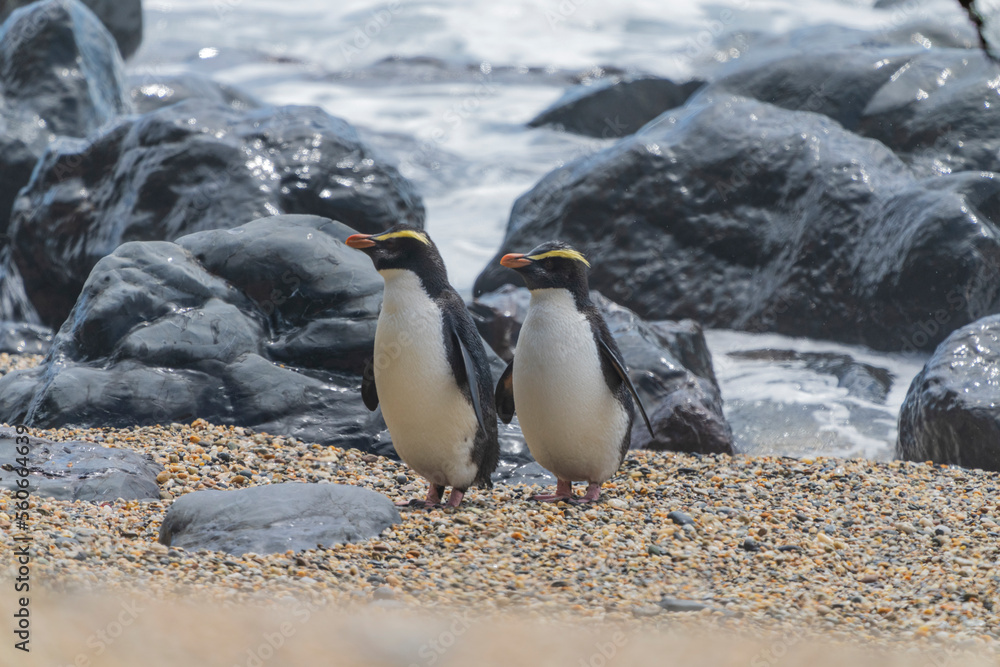 Obraz premium Fiordland penguin (Eudyptes pachyrhynchus)