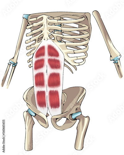 dibujo músculo recto abdominal