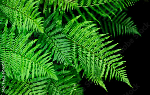 natural background fern leaf on black background tropical leaves