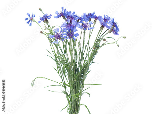 Blue wild flowers of cornflower isolated on white