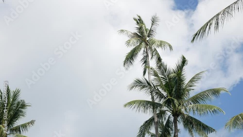 Wallpaper Mural Beautiful coconut palms trees against clear blue sky in Phuket Thailan.Beach on the tropical island. Palm trees at sunlight, Amazing summer travel vacation plam trees background Torontodigital.ca