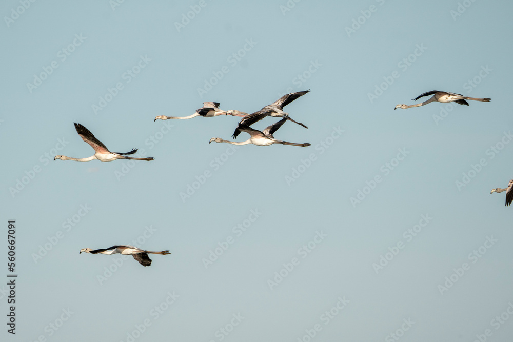 Flying flock of flamingo's in the sky Flying flock of flamingo's in the sky
