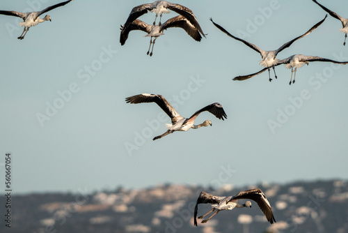 Flying flock of flamingo's in the sky 