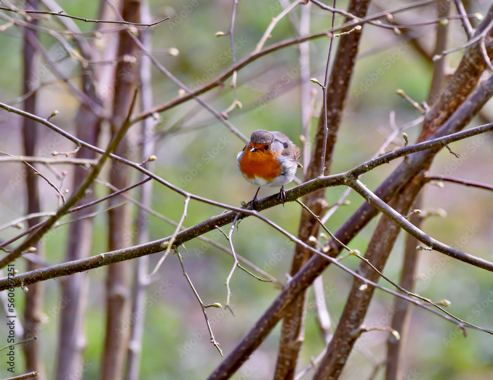 robin on a branch in spring robin on a branch in spring